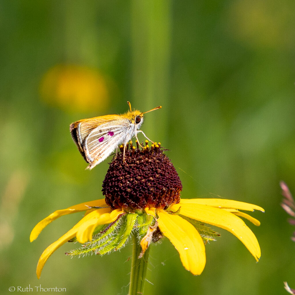 A small orange butterfly is on a yellow flower