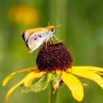 A small orange butterfly is on a yellow flower