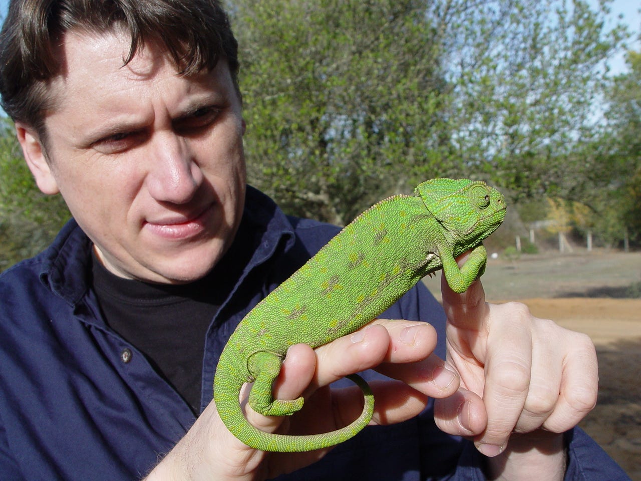 A man is holding a chameleon. A man is holding a chameleon.