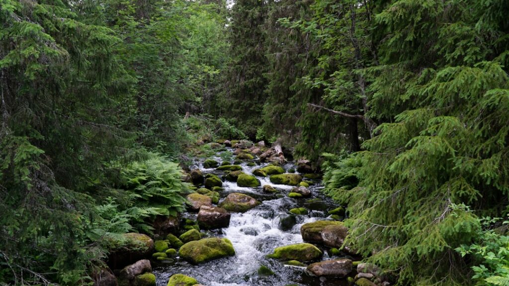 a stream in a forest