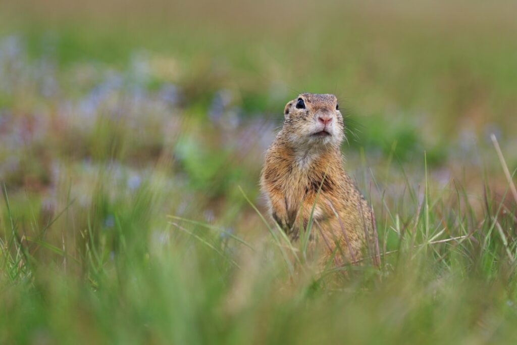 brown squirrel