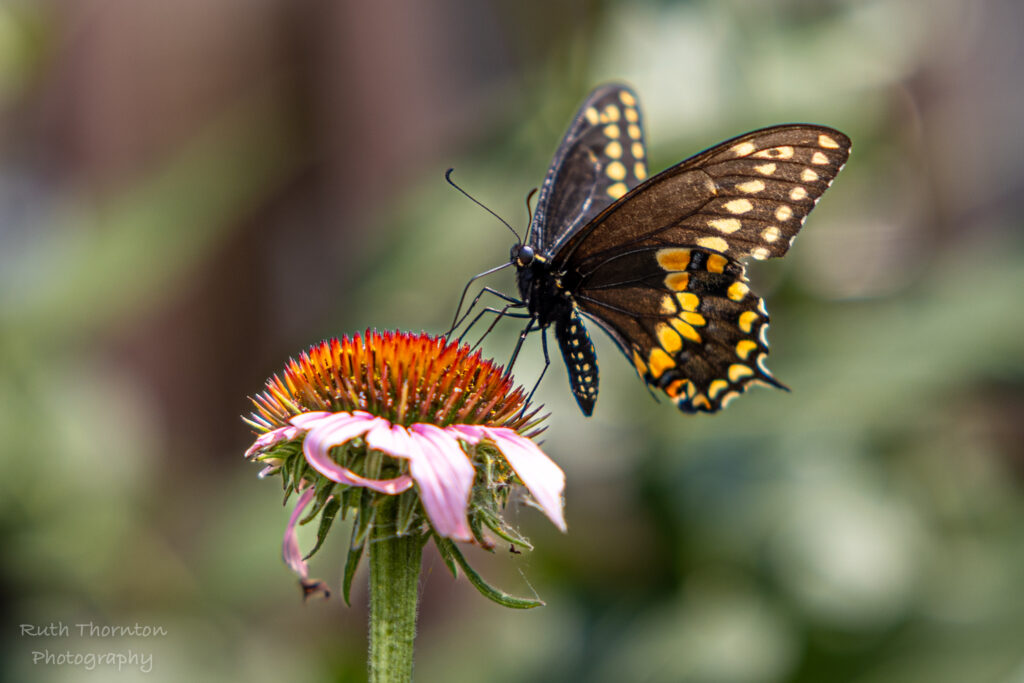 A black and yellow butterfly sits on a purple flower