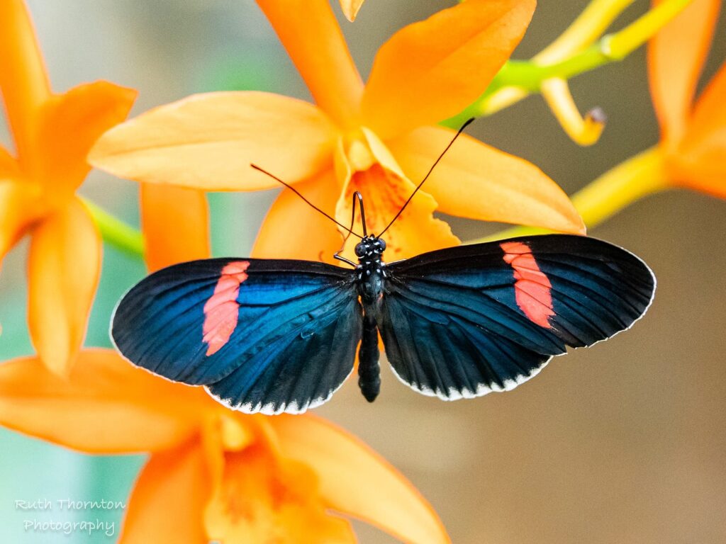 Butterfly houses: Boon for conservation or cause for concern?