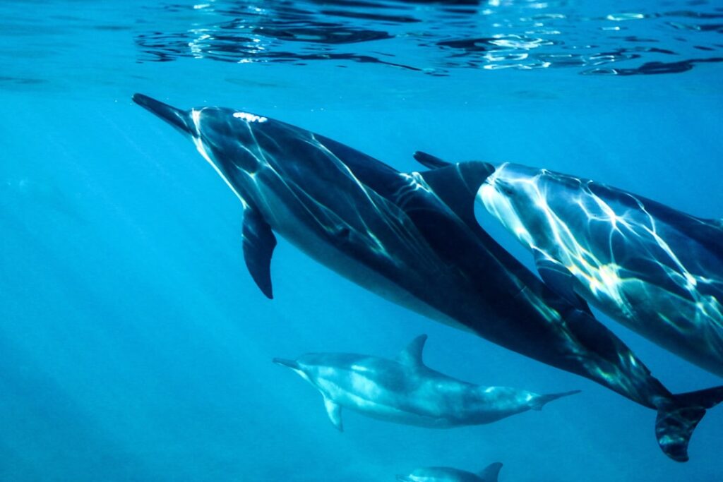 Extinction slowdown? Study offers a rare hope for biodiversity