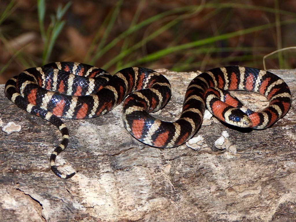 A colorful snake with red, black and yellow-white stripes on a log.