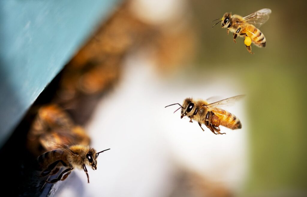 It’s “No Mow May.” But does not mowing your lawn in May really help bees?